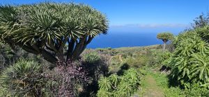 Drachenbäume Las Tricias