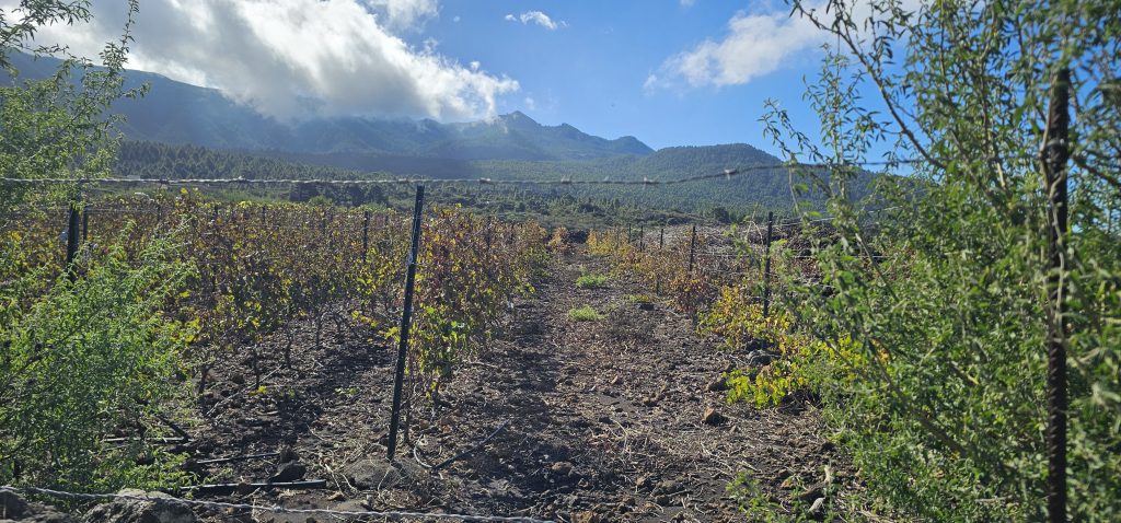 Weinanbau oberhalb von El Paso