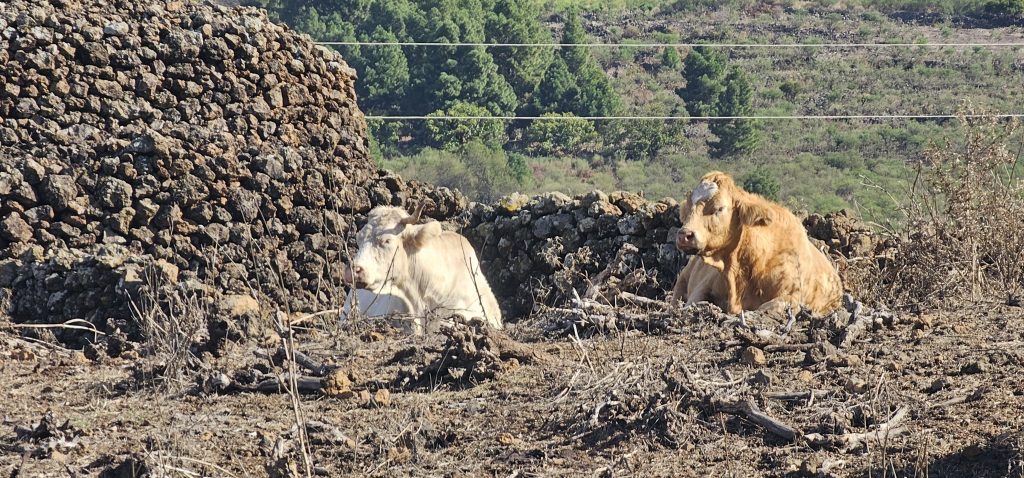 Viele Kühe machen Mühe