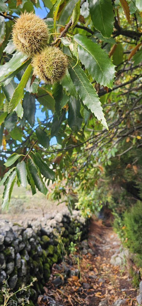 Schmaler Anstieg mit Kastanien