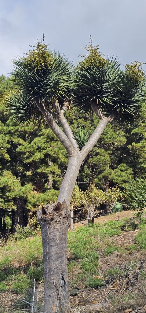 Drachenbaum oberhalb von El Paso