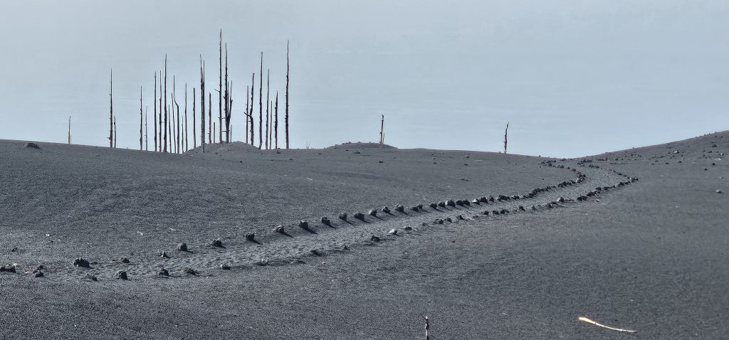 Markierter Weg und tote Bäume