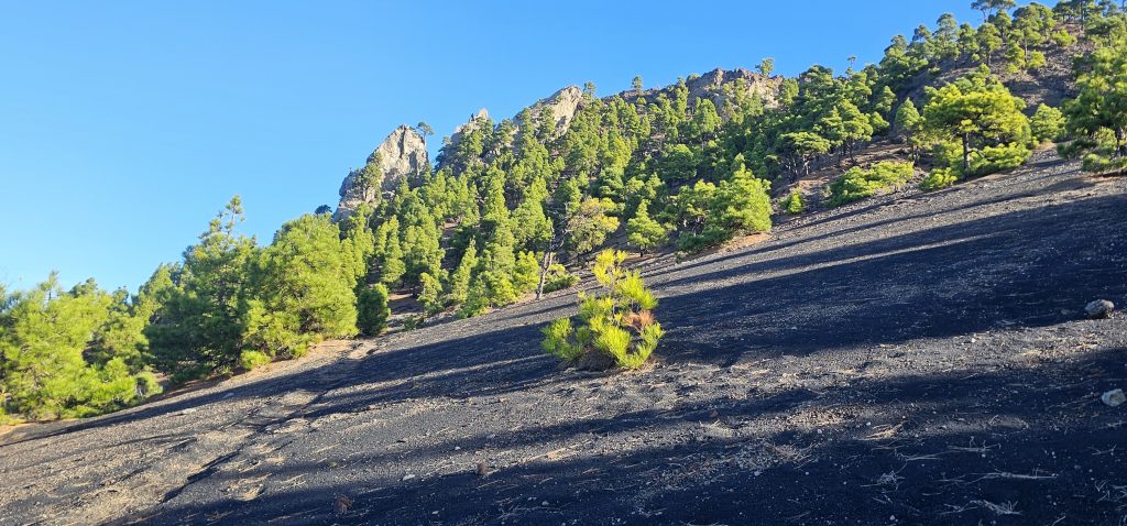 Eine schöne und kurzweilige Runde an den Hängen des Vulkan Tajuya mit tollen Ausblicken auf die Westküste, das Aridanetal und den neuen Vulkan Tajogaite (2021)