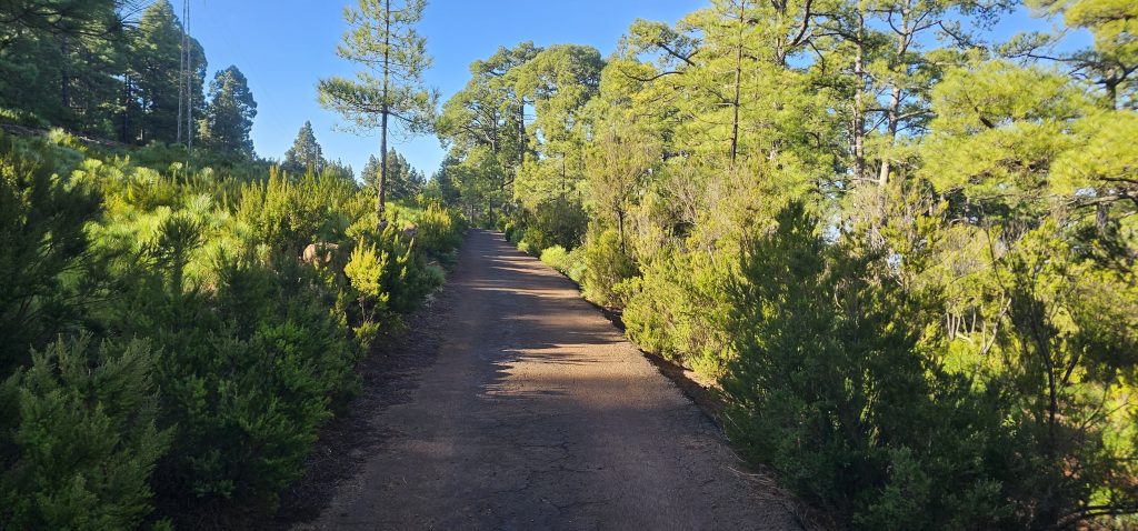 Barranco Izcagua Mandelblüte: Es geht erstmal eine schmale Betonpiste leicht bergan