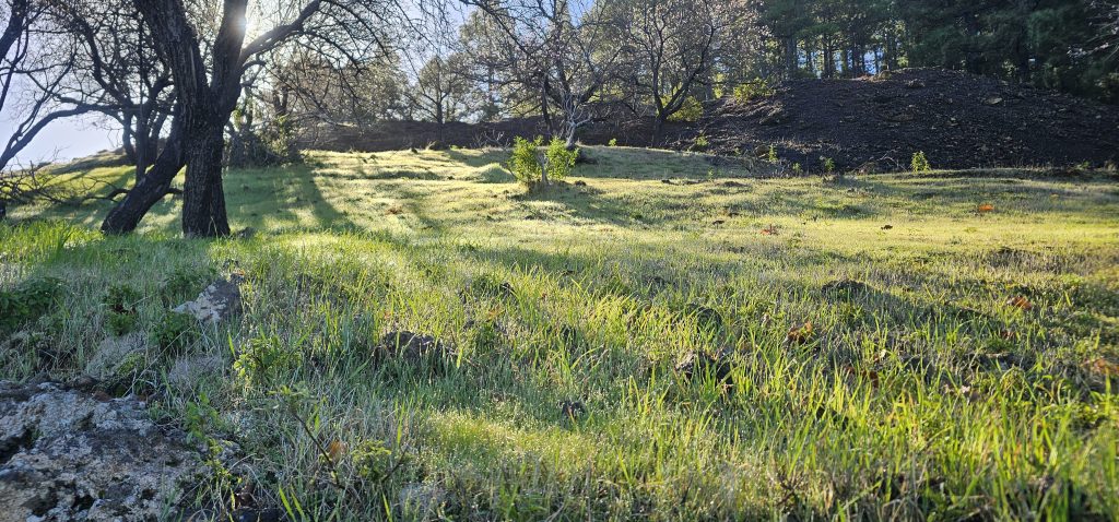 Barranco Izcagua Mandelblüte: Gras mit Morgentau
