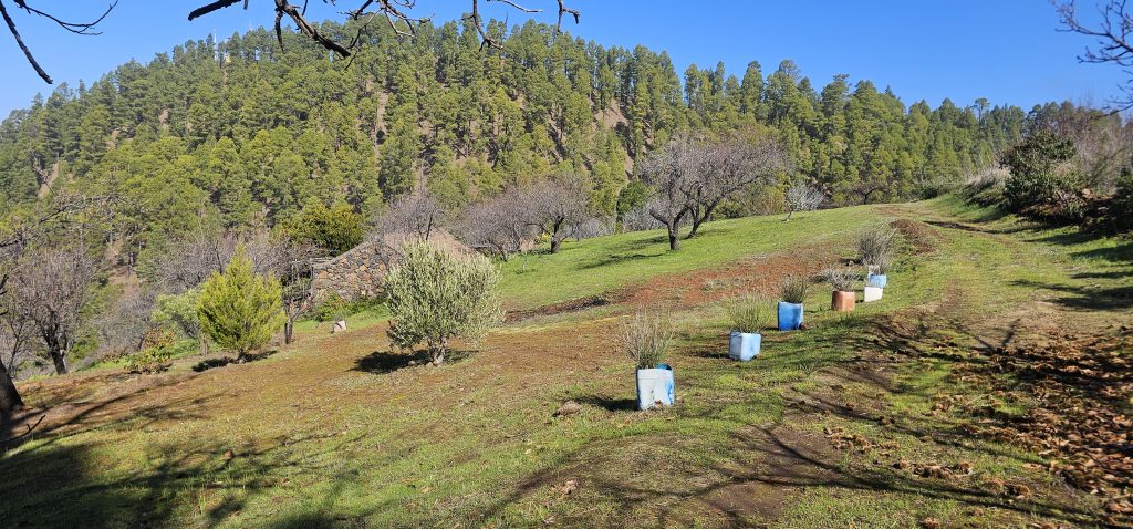 Barranco Izcagua Mandelblüte: Einsames Anwesen in den Bergen