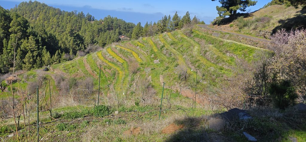 Barranco Izcagua Mandelblüte: Terrassen unterhalb der Straße