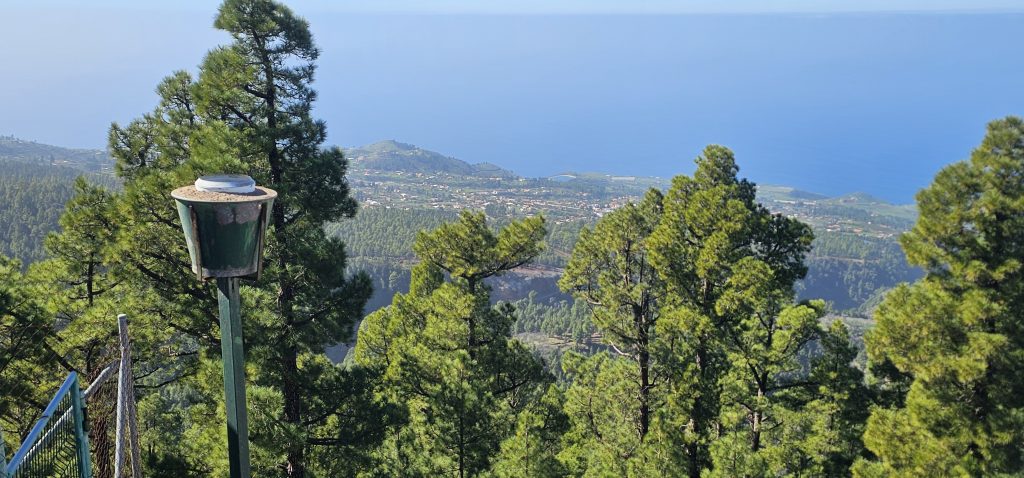 Barranco Izcagua Mandelblüte: Blick vom Montaña de Las Tricias