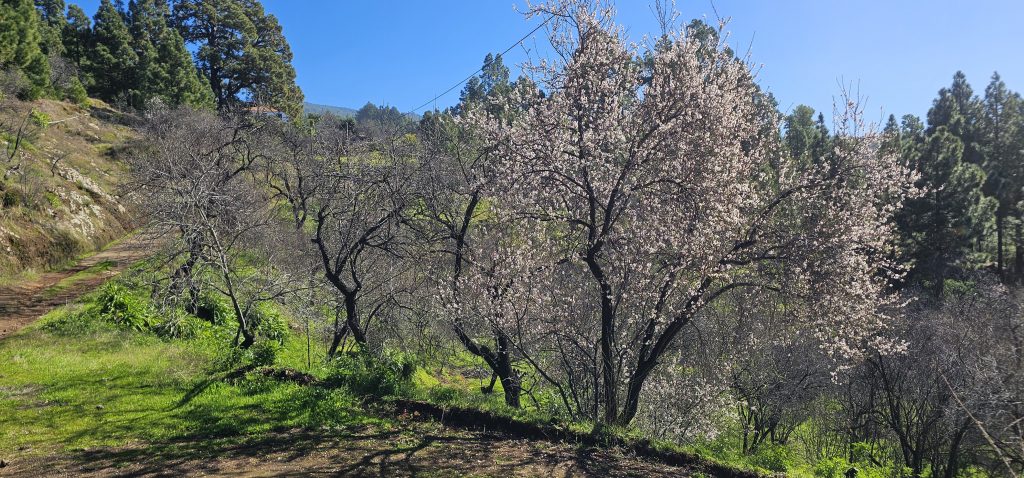 Barranco Izcagua Mandelblüte: Hier ist schon etwas mehr Sonne hingekommen