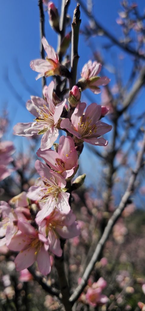 Barranco Izcagua Mandelblüte