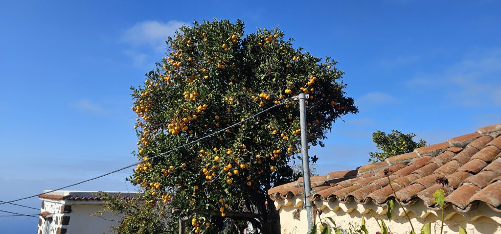 Barranco Izcagua Mandelblüte: Mandarinen ohne Ende