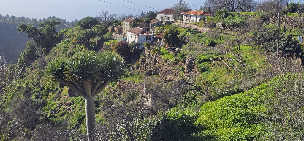 Barranco Izcagua Mandelblüte: Las Tricias