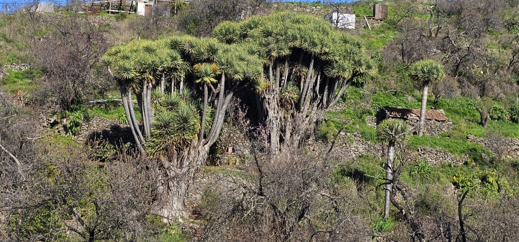 Barranco Izcagua Mandelblüte: Mächtige Drachenbäume im Barranco