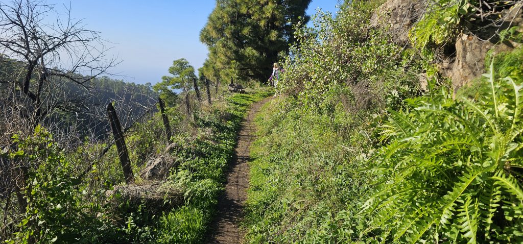 Barranco Izcagua Mandelblüte: Weg hinab in den Barranco