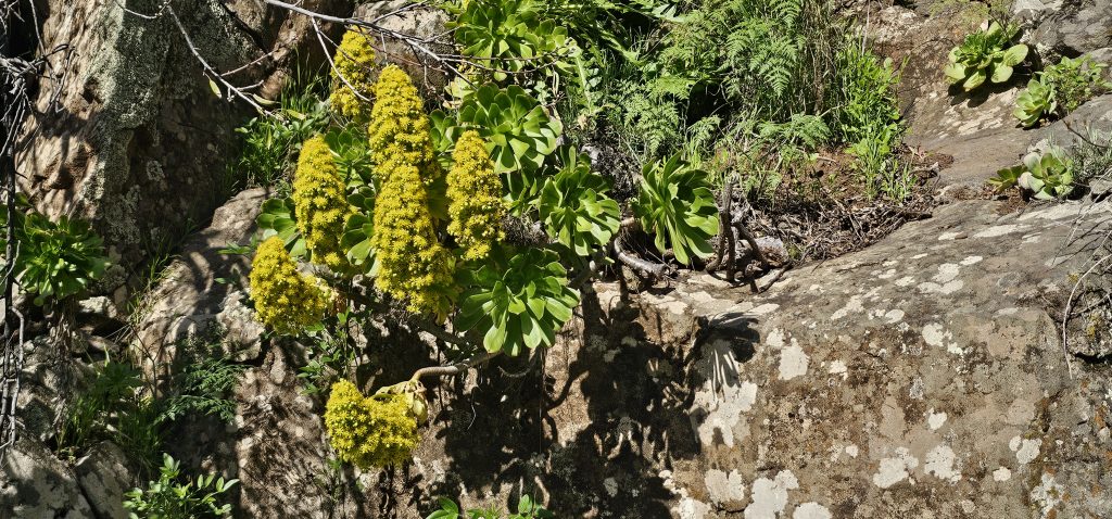Barranco Izcagua Mandelblüte: Blüten im oberen Bereich des Barranco