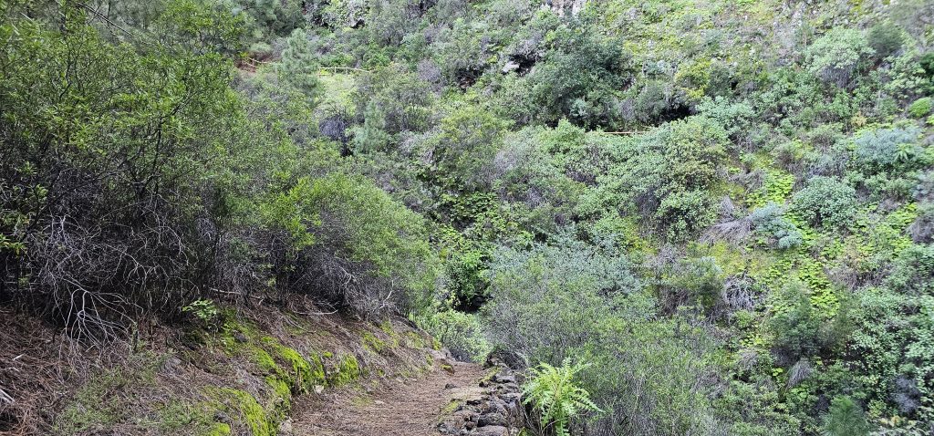 Barranco Izcagua Mandelblüte: Hinunter in die grüne Hölle