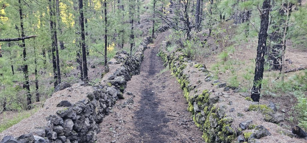 Rundwanderung El Paso - Llano del Jable - Tacande: Es geht auf schönen Wegen durch den Wald stetig bergan