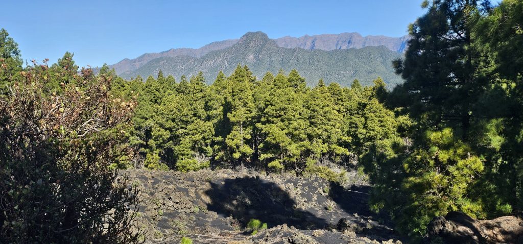 Rundwanderung El Paso - Llano del Jable - Tacande: Blick zum Pico Bejenado