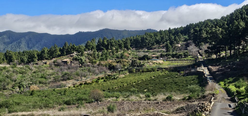 Rundwanderung El Paso - Llano del Jable - Tacande: Außensiedlungsgebiet mit Landwirtschaft