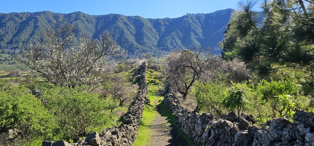 El Paso - Virgen del Pino: Von Steinen begrentzer Weg von Centro de Visitantes Richtung Cumbre Nueva, gesäumt von blühenden Mandelbäumen