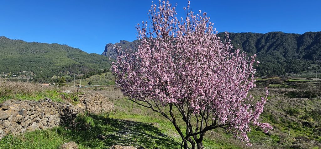 El Paso - Virgen del Pino: Blühender Mandelbaum vor der Silhouette der Cumbre Nueva