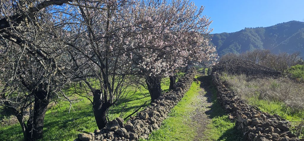 El Paso - Virgen del Pino: Die Mandelblüte säumt den Weg gen Cumbre Nueva