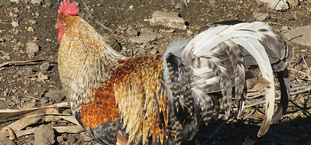 Runde Las Tricias - El Castillo: Hahn in Las Tricias