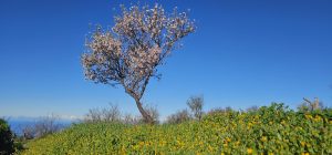 Runde Las Tricias - El Castillo: Eine traumhafte Rundtour von Las Tricias durch zahlreiche Barrancos in das Bergdorf El Castillo. Zur Zeit der Mandelblüte ist die Tour besonders schön. Ein Abstecher zu den Höhlen von Buracas ist ebenfalls drin.
