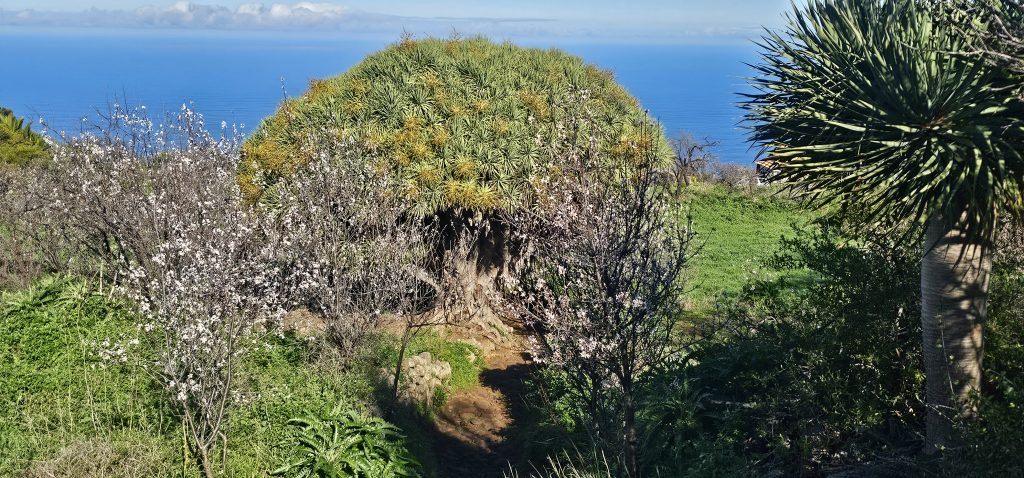 Runde Las Tricias - El Castillo: Uralter Drachenbaum direkt am Weg