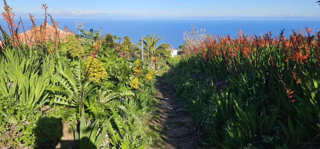 Runde Las Tricias - El Castillo: Wundervolle Blütenpracht im unteren Teil von Las Tricias