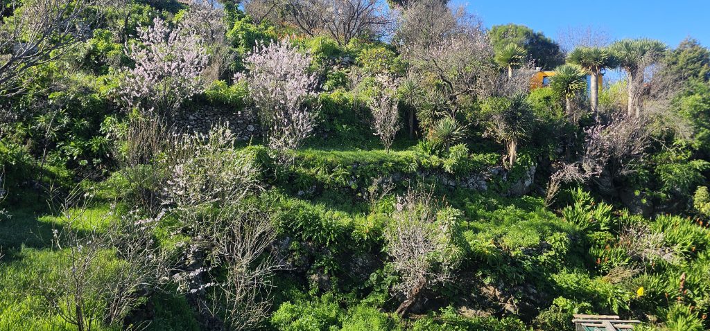 Runde Las Tricias - El Castillo: Terrassen mit Mandelbäumen