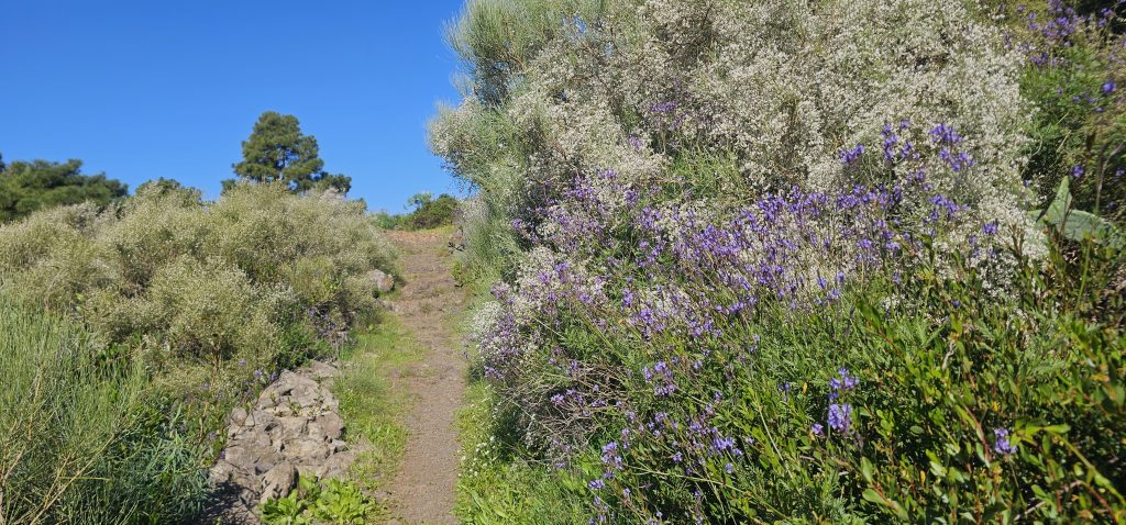 Runde Las Tricias - El Castillo: Blütenpracht am Wegesrand