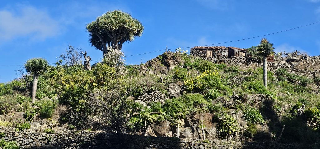 Runde Las Tricias - El Castillo: Üppig bewachsene Landschaft in den Bergen
