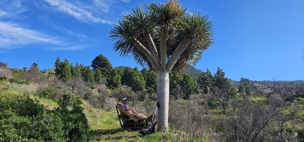 Runde Las Tricias - El Castillo: Ausruhen unter dem Drachenbaum