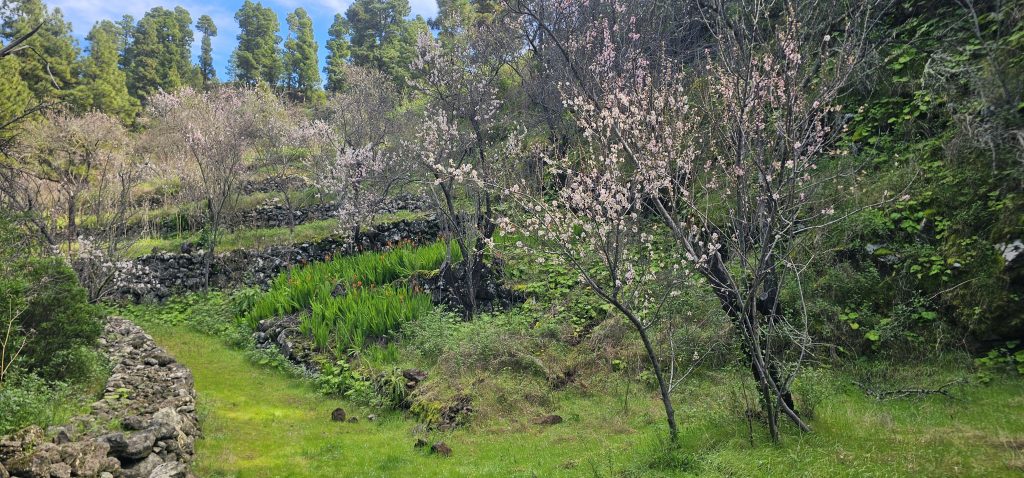 Runde Las Tricias - El Castillo: Blütenpracht im letzten kleinen Barranco