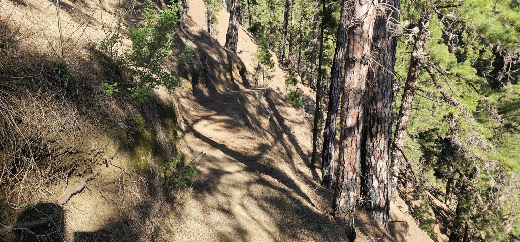 Los Brecitos - Barranco de las Angustias: Gemütlicher Weg durch den Kiefernwald