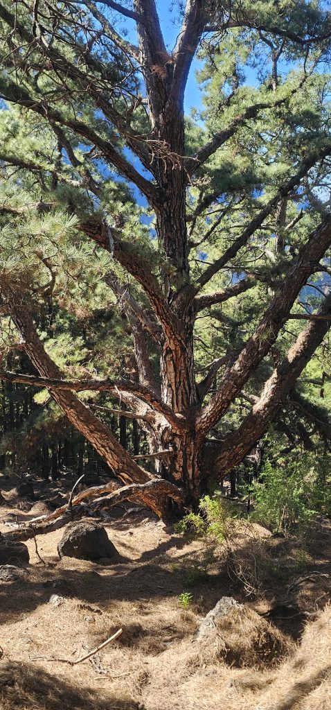Los Brecitos - Barranco de las Angustias: Mächtige Kiefern