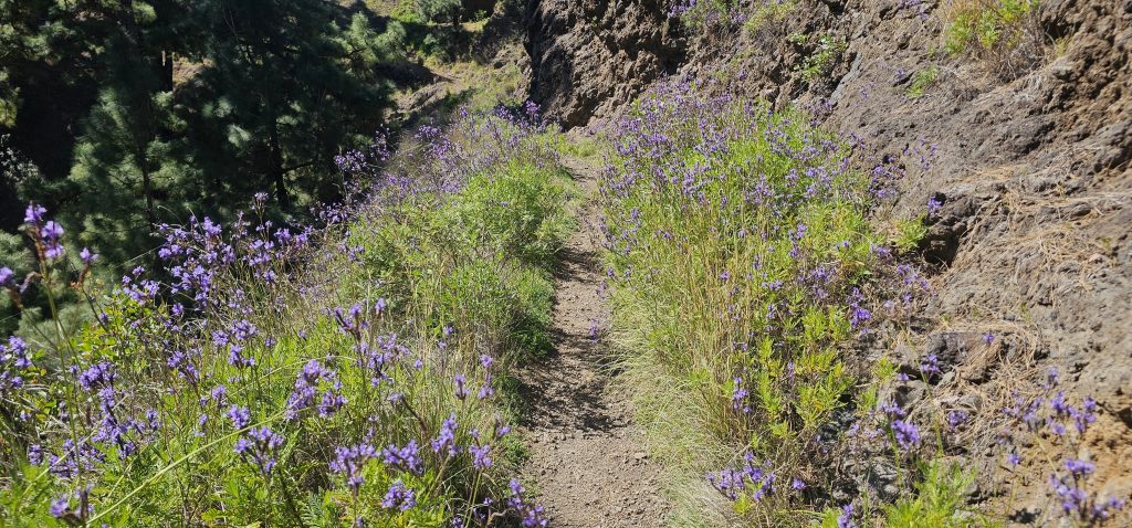 Los Brecitos - Barranco de las Angustias: Weg vom Playa de Taburiente zum Barranco de las Angustias