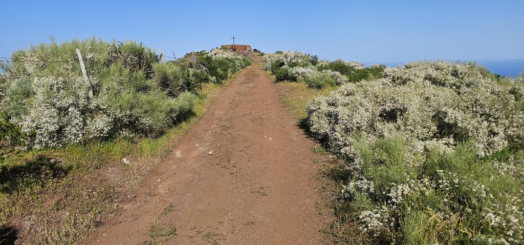 Puntagorda - Mirador Cruz de la Reina: Ginster-Blüte im Februar
