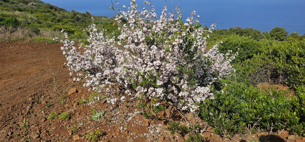 Puntagorda - Mirador Cruz de la Reina: Einzelne Mandelbäume gibt es auch hier