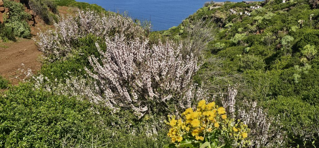 Puntagorda - Mirador Cruz de la Reina: Irgendwas blüht immer