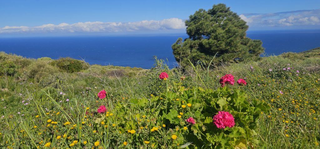 Poris de Lomada Grande: Grüne Wiesen, Bunte Blumen Blaues Meer