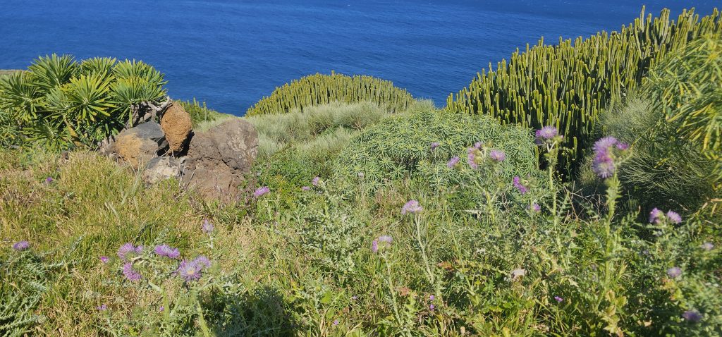 Poris de Lomada Grande: Auch Kakteen wachsen hier reichlich
